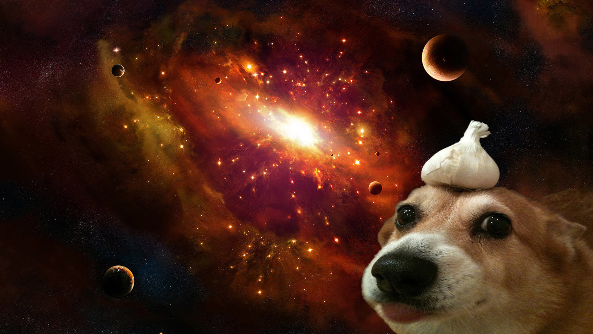 fondo de pantalla húmedo,perro,espacio exterior,espacio,objeto astronómico,hocico