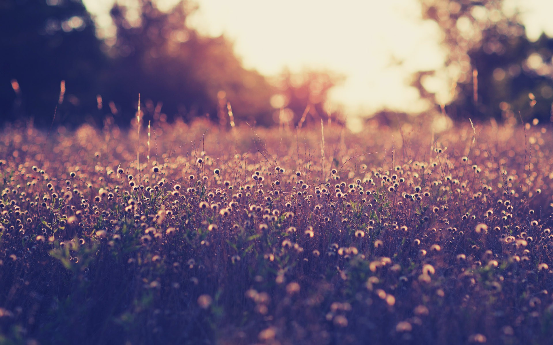 vintage wallpaper hd,sky,grass,sunlight,cloud,light