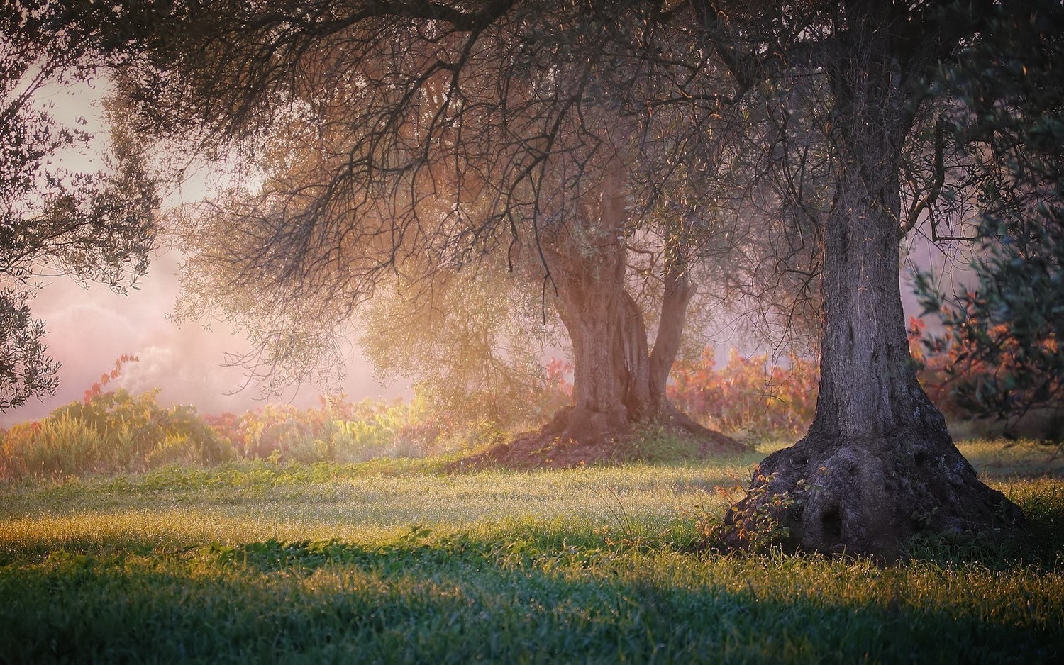 meditation wallpaper,natural landscape,tree,nature,atmospheric phenomenon,woodland