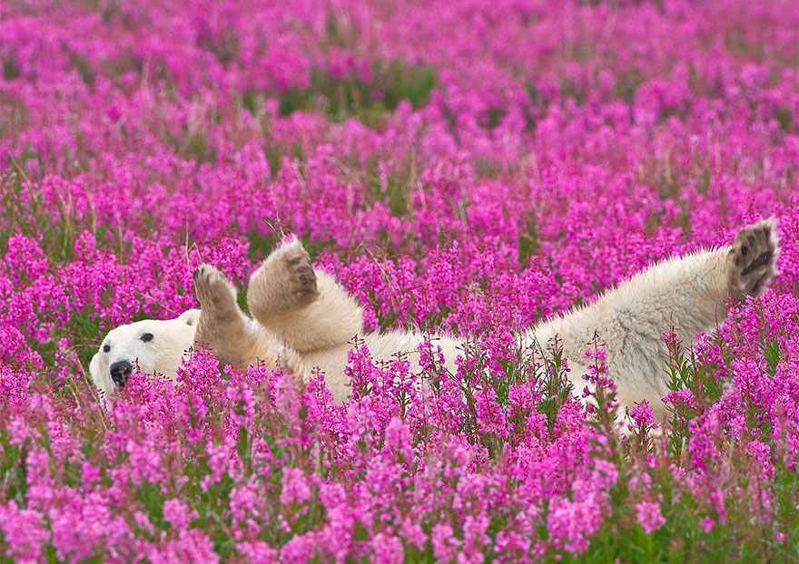 www hd wallpaper download,bear,flower,polar bear,plant,flowering plant