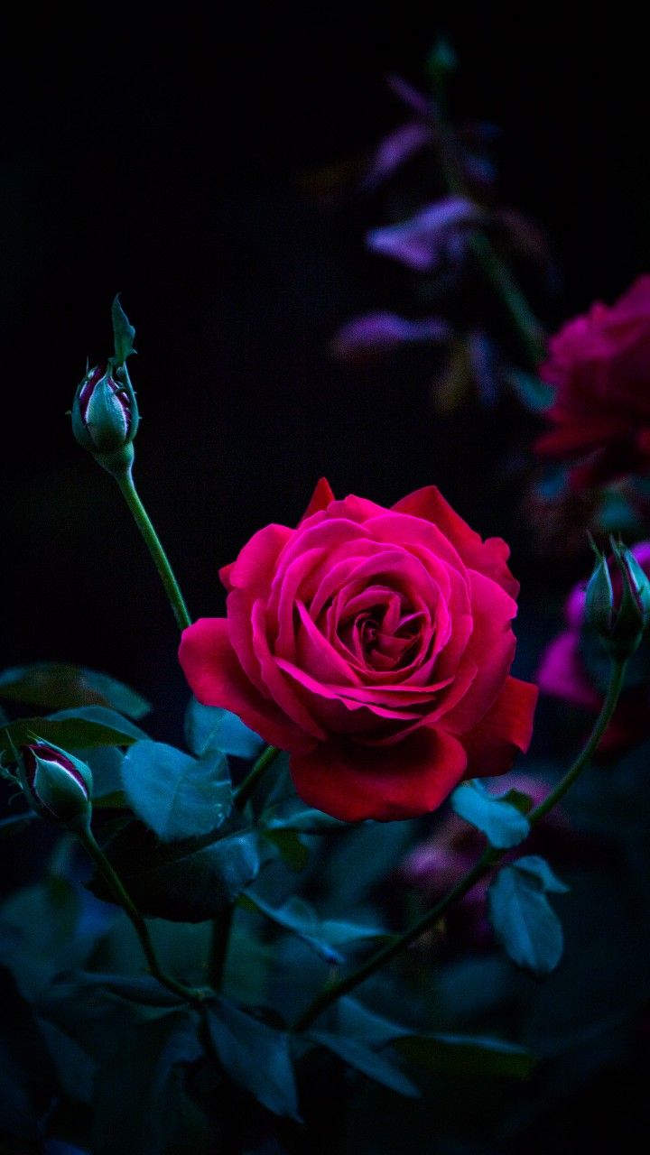 rose rouge fond d'écran animé,fleur,rose,roses de jardin,plante à fleurs,pétale