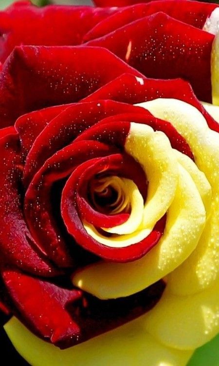 rosa roja fondos de pantalla en vivo,rosa,rosas de jardín,rojo,pétalo,flor