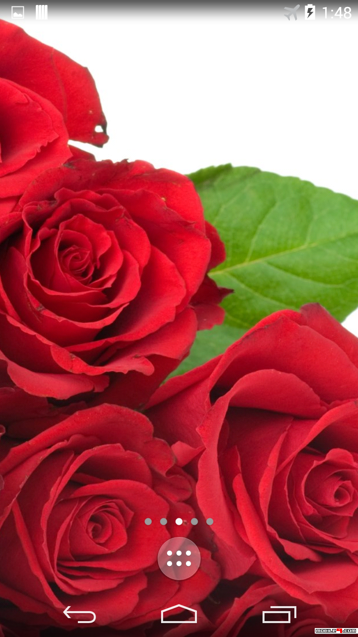 red rose live wallpapers,flower,rose,garden roses,flowering plant,red