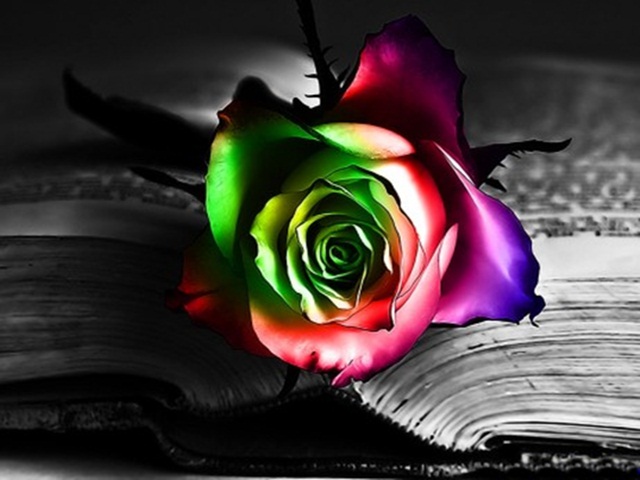 red rose live wallpapers,rose,rainbow rose,garden roses,rose family,still life photography
