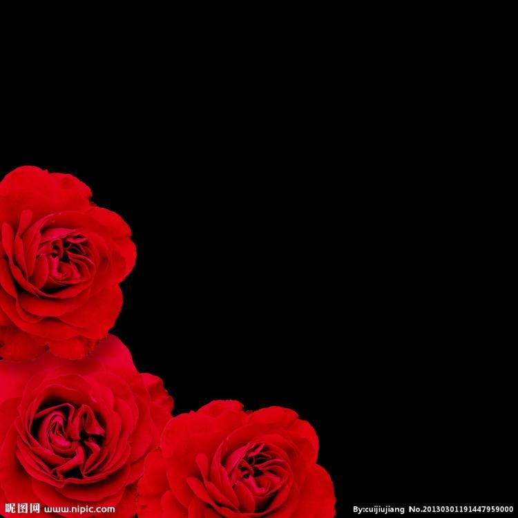 rose rouge fond d'écran animé,rouge,roses de jardin,pétale,fleur,rose