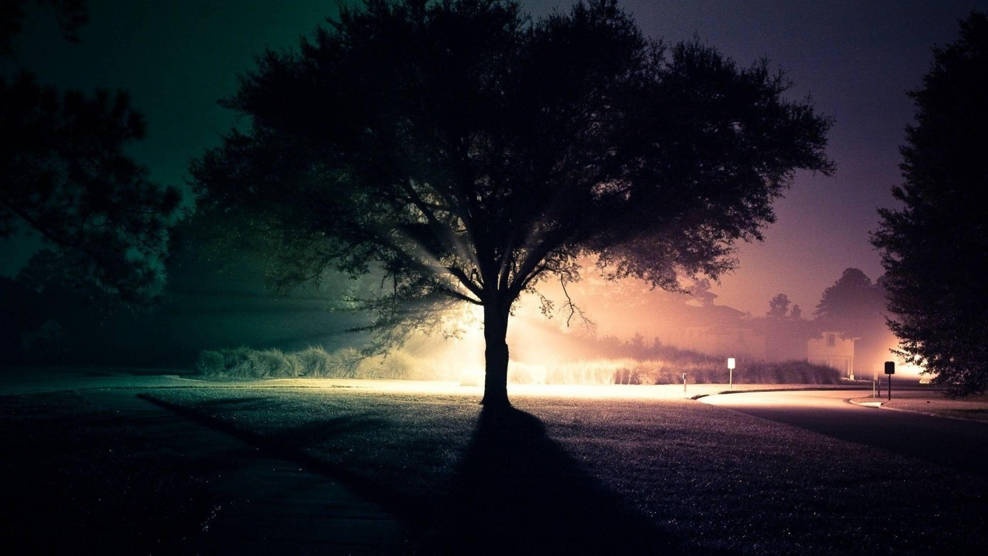 xx wallpaper,sky,tree,nature,atmospheric phenomenon,night