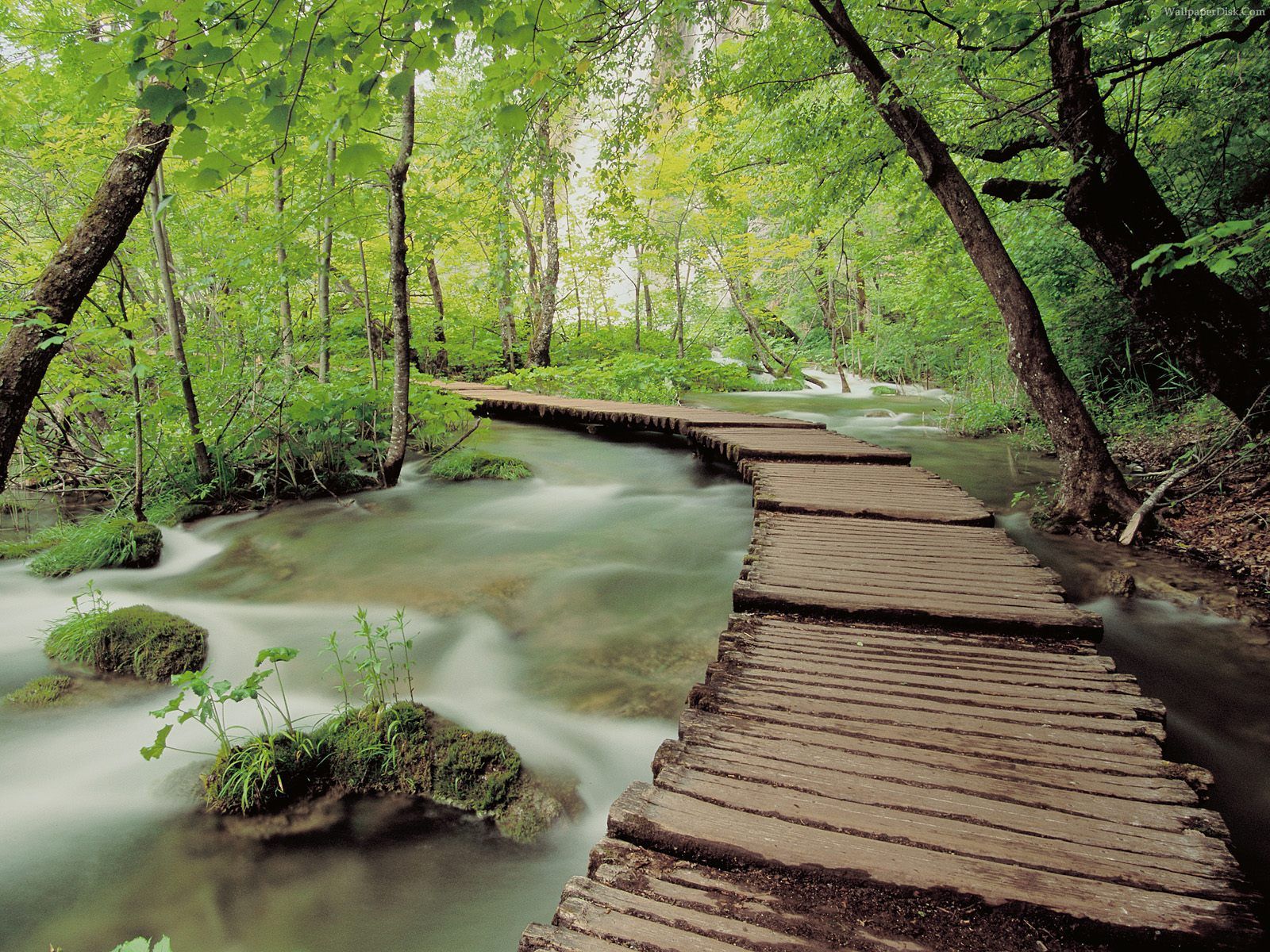 natürliche szene tapete,natürliche landschaft,natur,baum,wald,wasserlauf