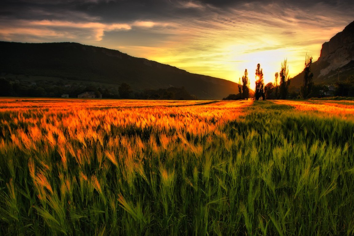 natürliche szene tapete,natürliche landschaft,natur,himmel,wiese,gras