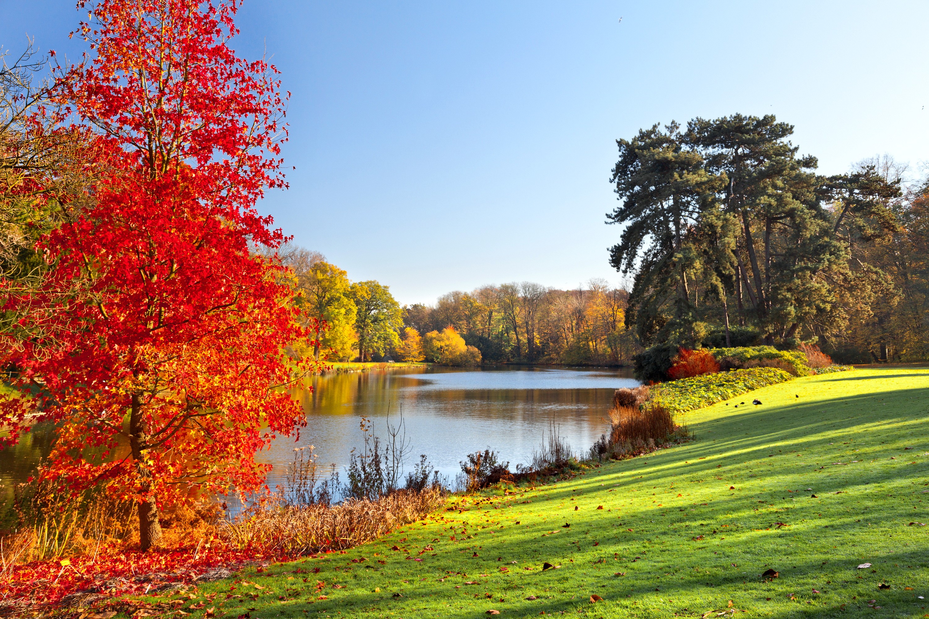 carta da parati scena naturale,paesaggio naturale,natura,albero,foglia,rosso