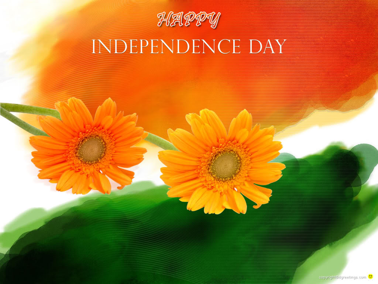 descarga gratuita de fondo de pantalla del día de la independencia india,margarita barberton,flor,caléndula inglesa,gerbera,caléndula