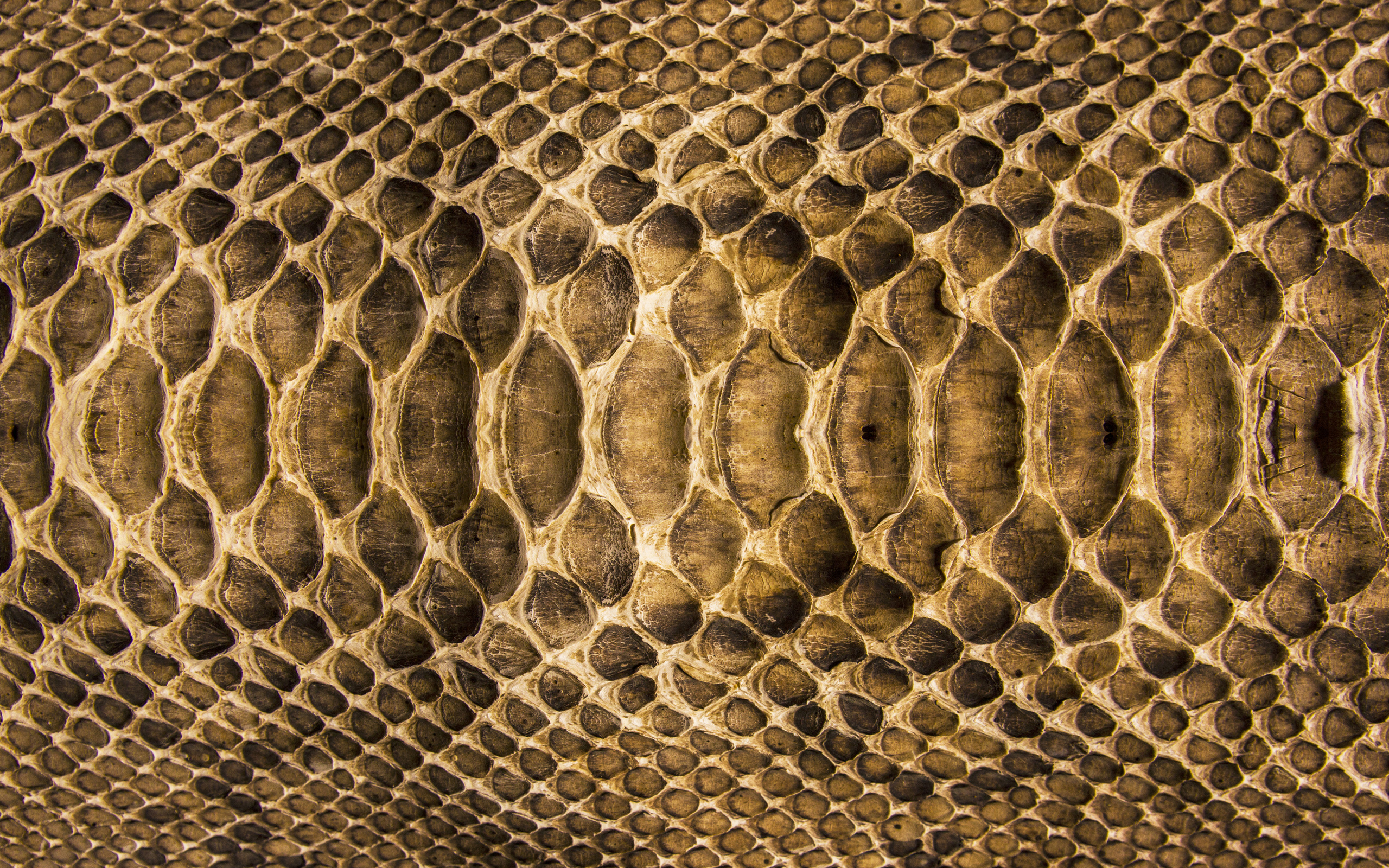 skin wallpaper,pattern,snake,boa,python,python family