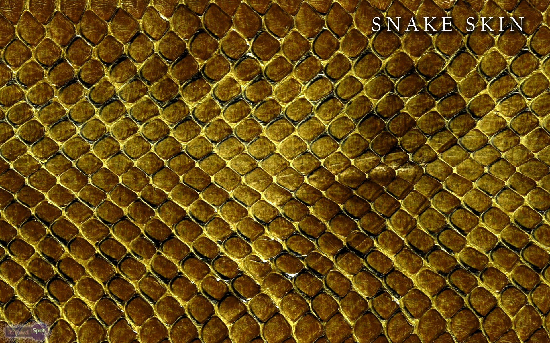 skin wallpaper,beehive,pattern,bee,honeycomb,python