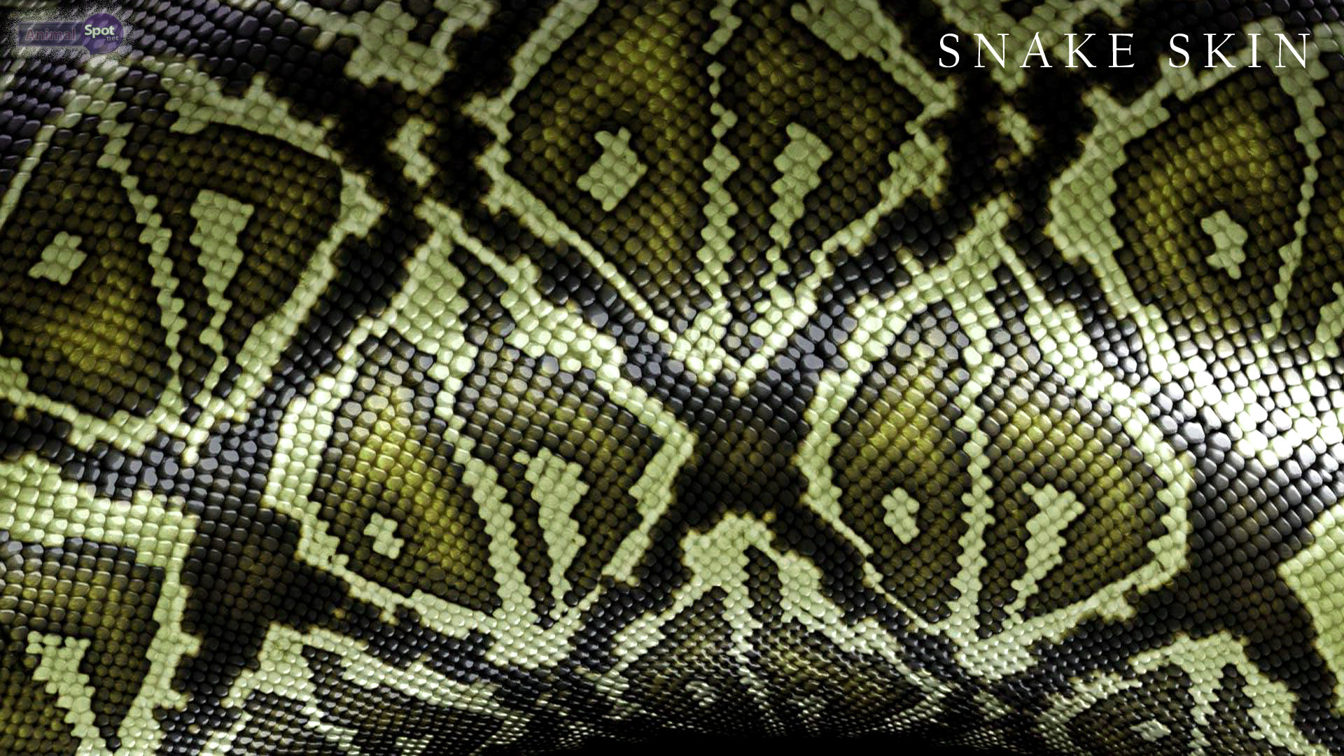 papier peint peau,famille python,python,modèle,boa constrictor,serpent