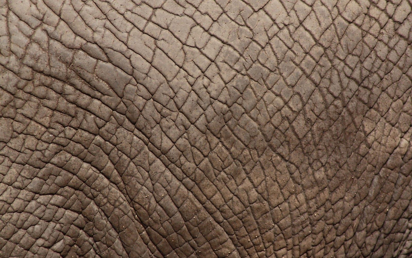 carta da parati della pelle,elefante,elefanti e mammut,avvicinamento,elefante africano,marrone