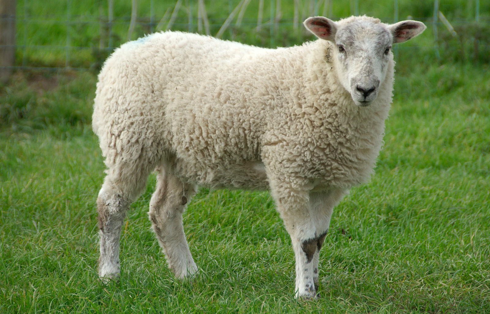 fondo de pantalla de ovejas,oveja,oveja,ganado,pradera,animal terrestre