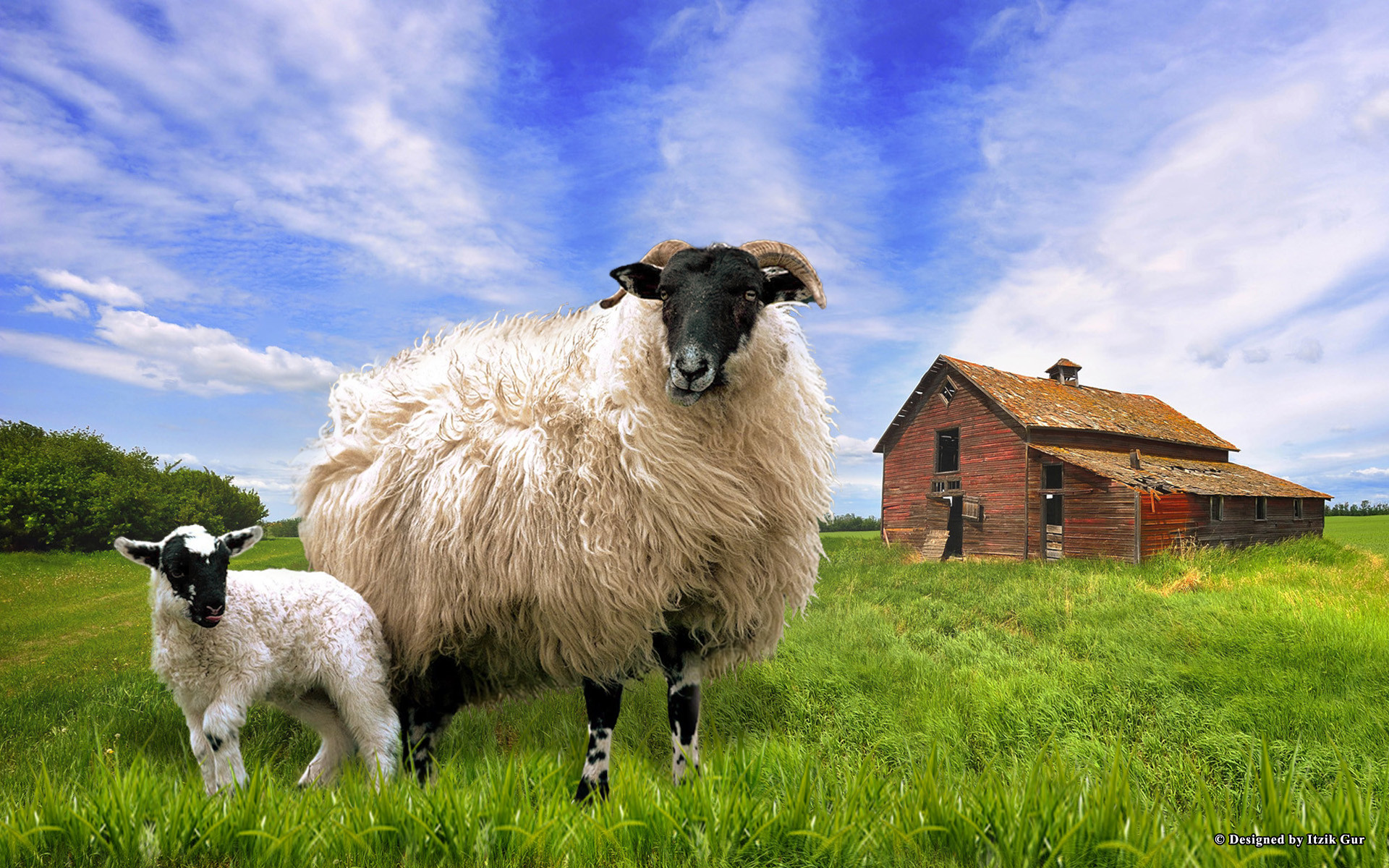 sheep wallpaper,vertebrate,sheep,mammal,sheep,pasture