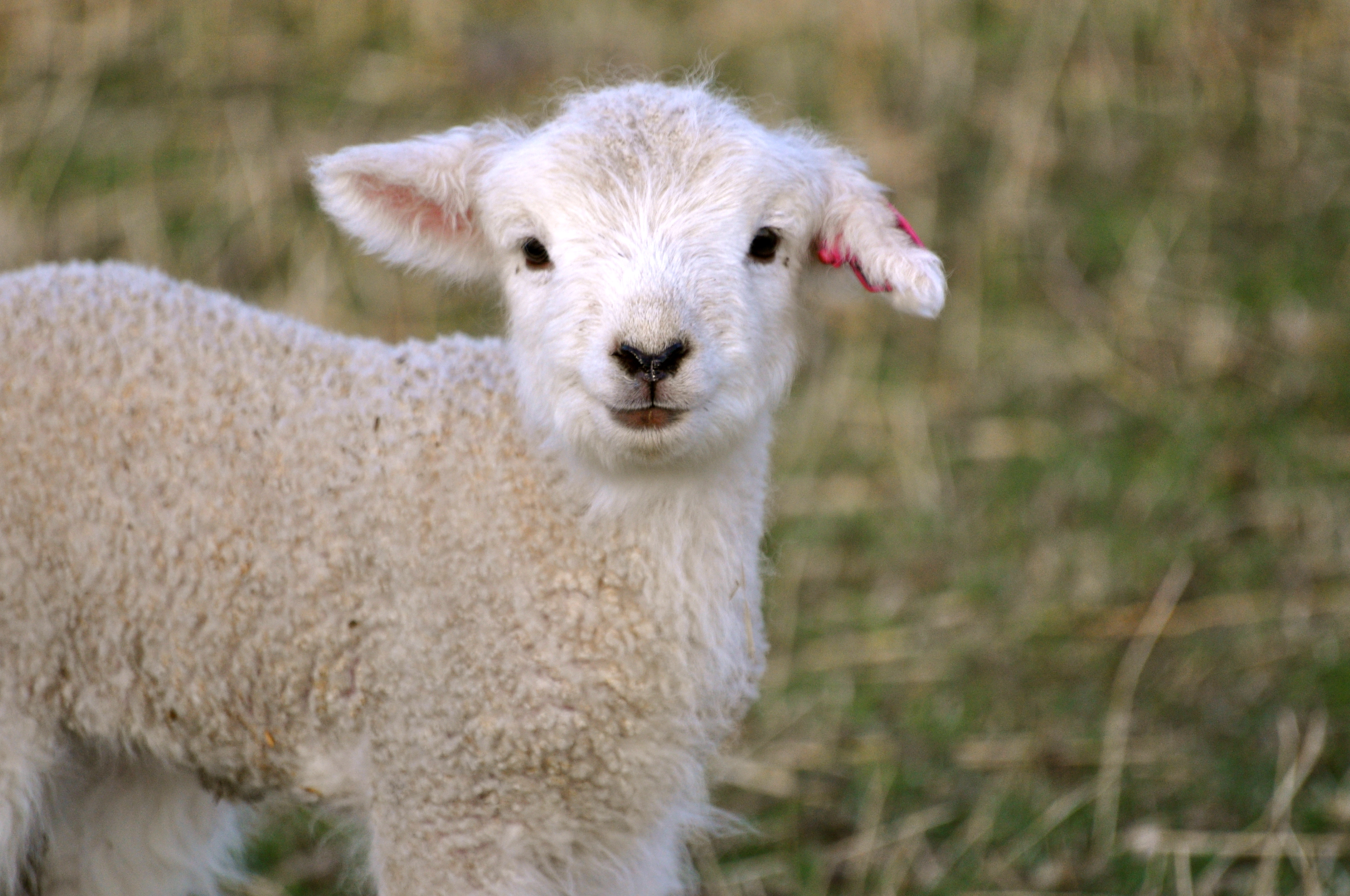 carta da parati di pecora,pecora,pecora,bestiame,capre,agnello e montone