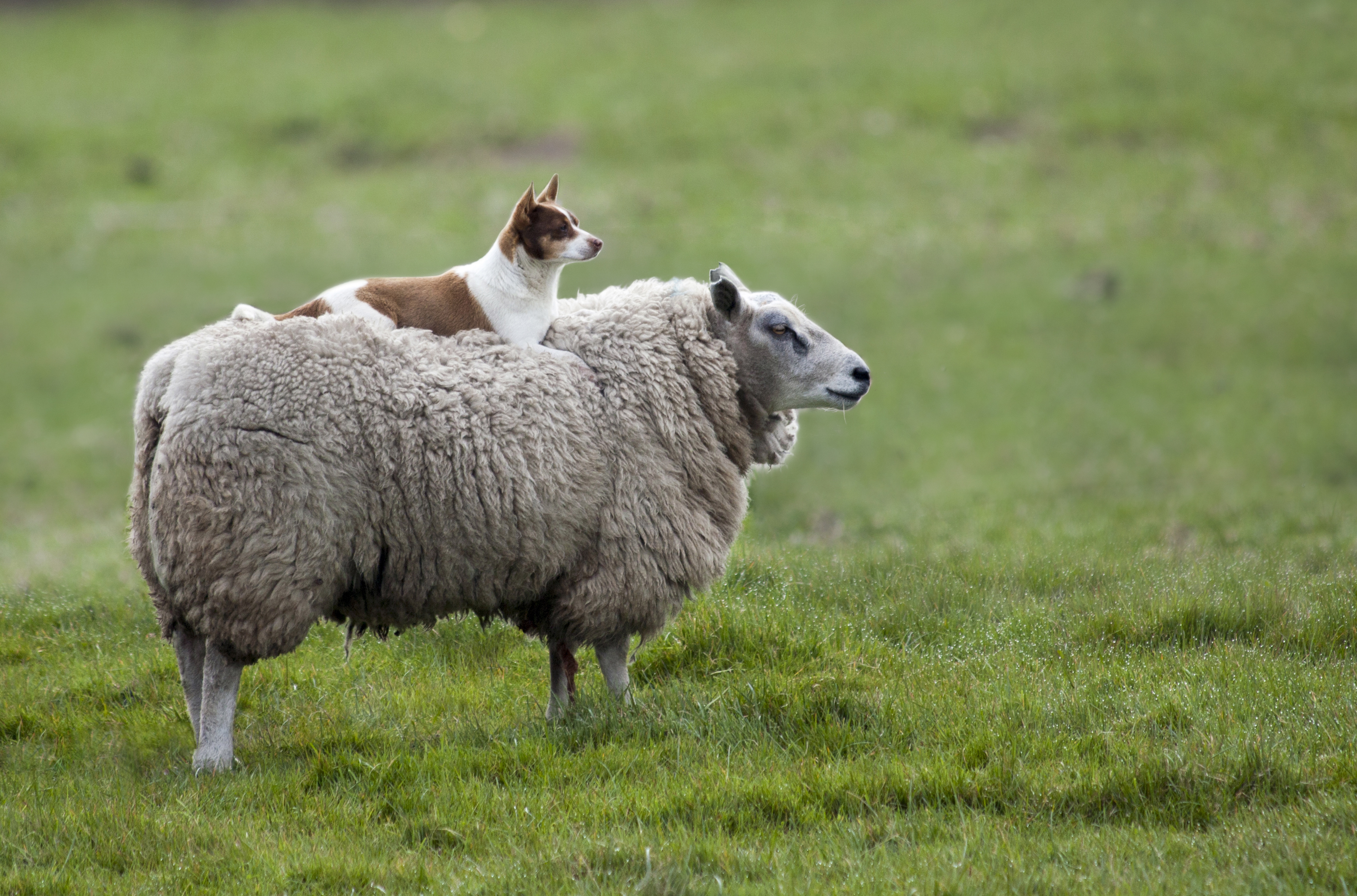 sheep wallpaper,mammal,sheep,vertebrate,sheep,pasture