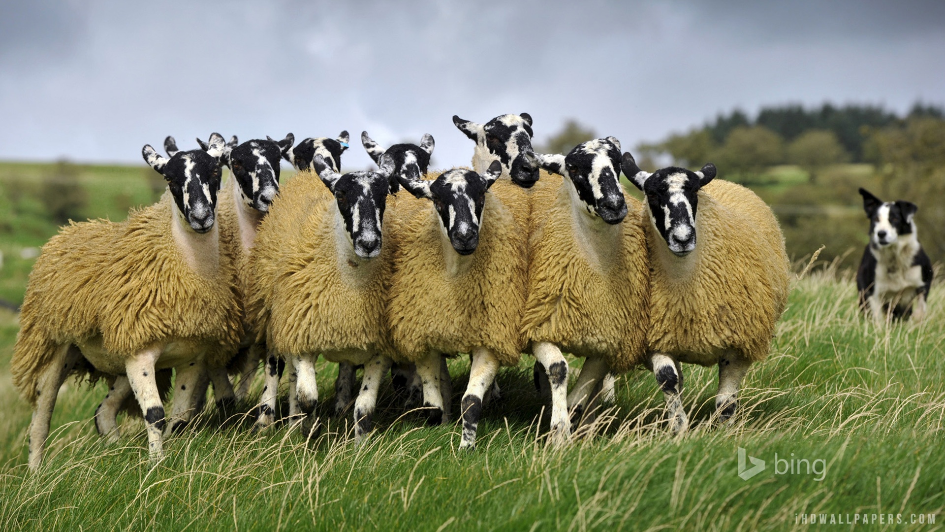 fondo de pantalla de ovejas,manada,oveja,oveja,pradera,animal terrestre