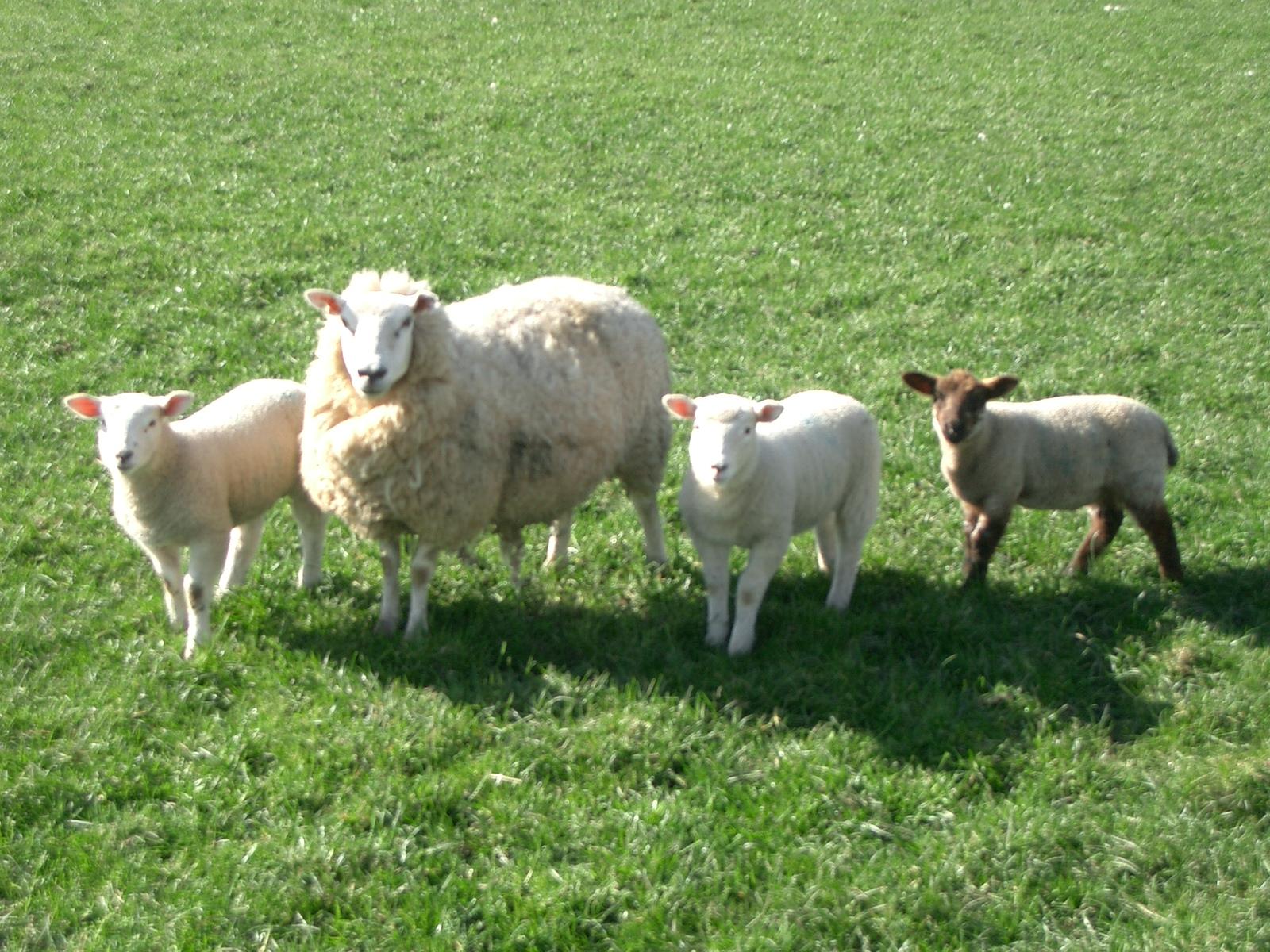 羊の壁紙,羊,群れ,羊,放牧,草