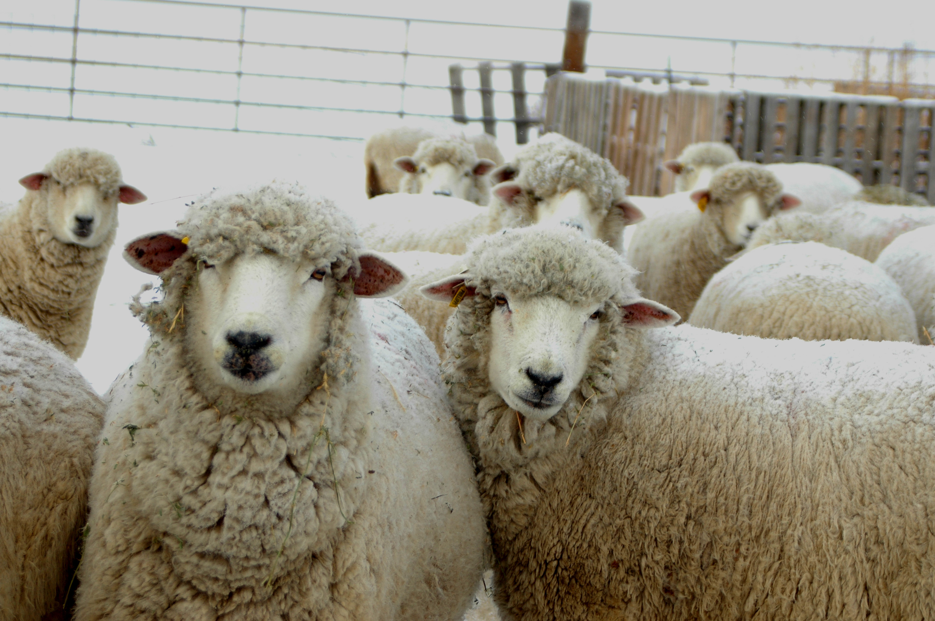 羊の壁紙,羊,羊,群れ,家畜,牛山羊の家族