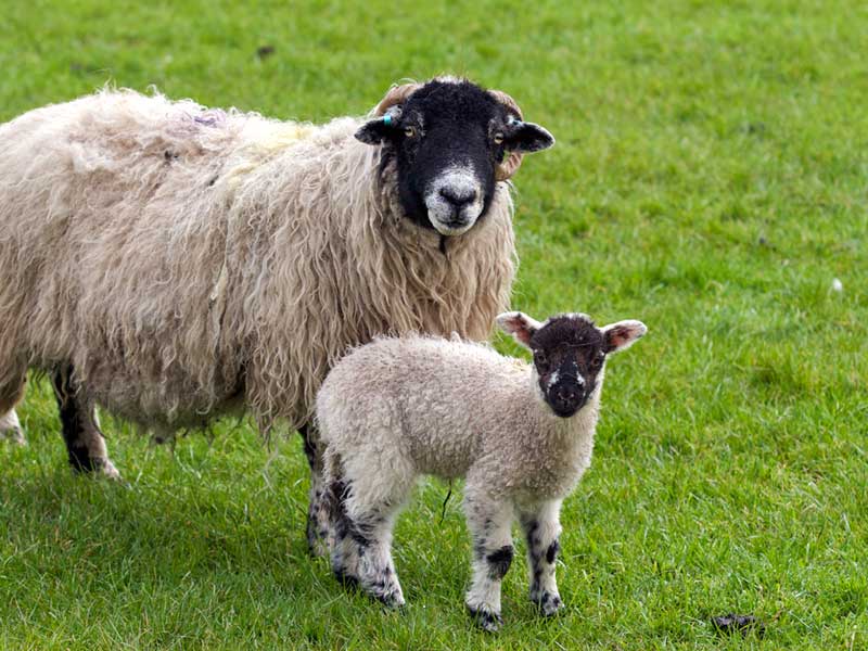 carta da parati di pecora,pecora,pecora,bestiame,famiglia capra mucca,agnello e montone