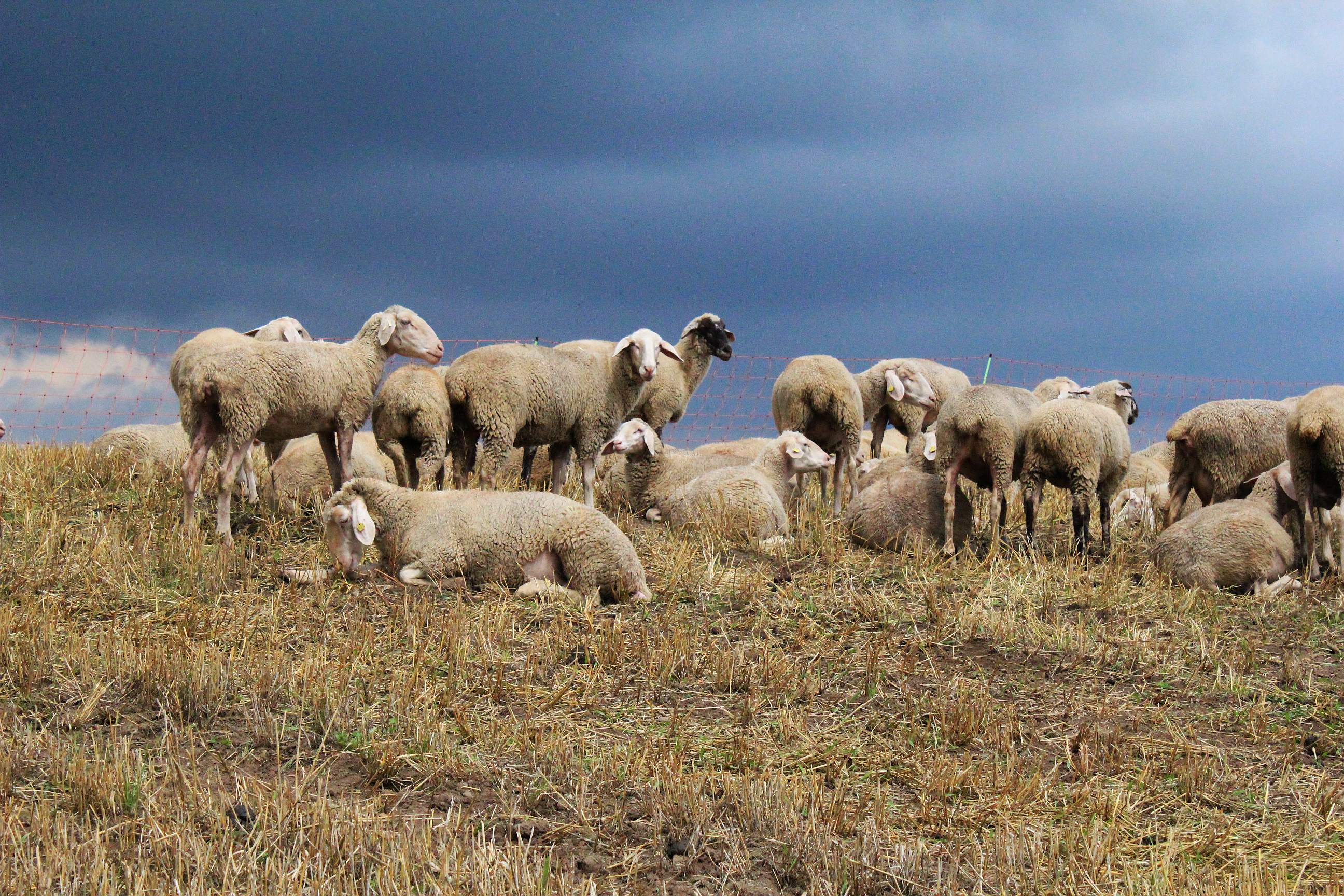 fondo de pantalla de ovejas,manada,oveja,oveja,pasto,pradera