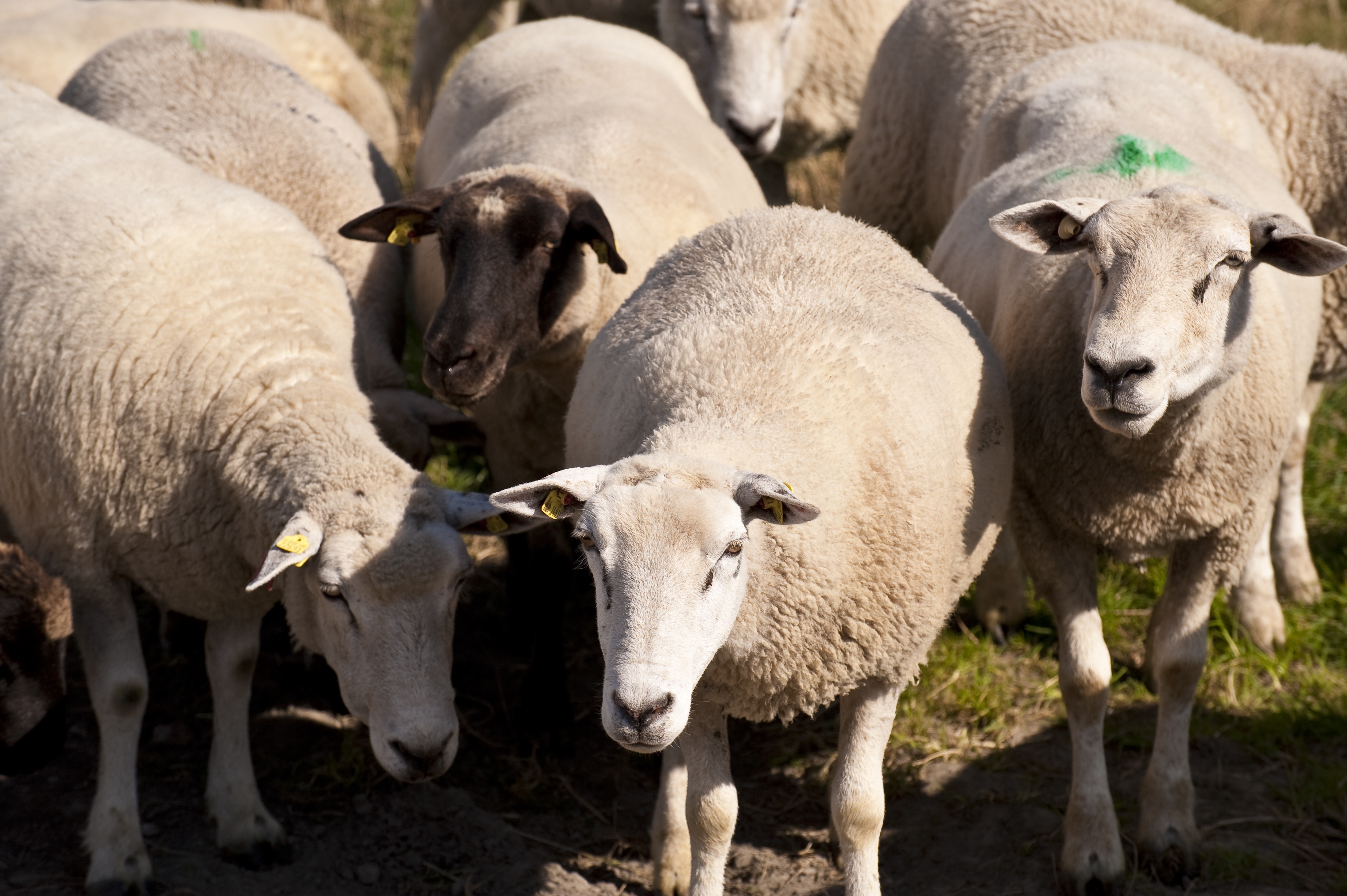 papier peint mouton,mouton,troupeau,mouton,bétail,famille de chèvre de vache