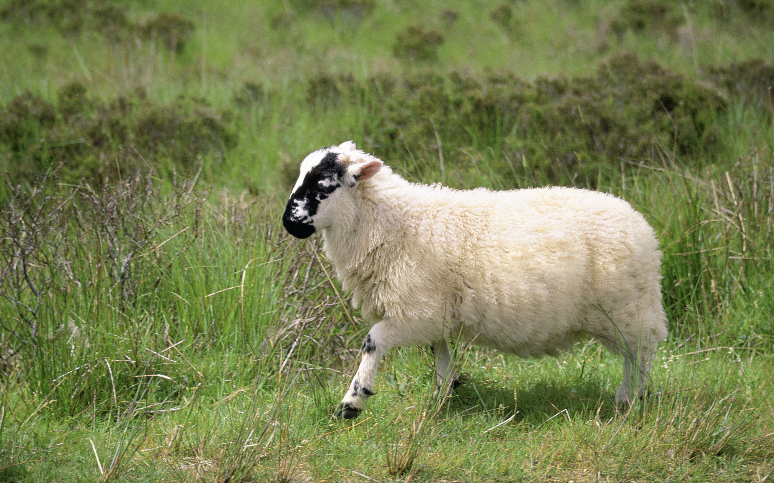 羊の壁紙,羊,羊,草原,家畜,草