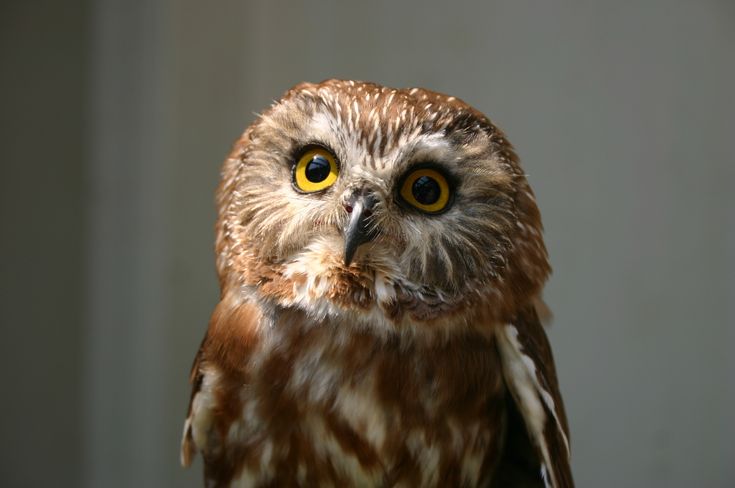 cute owl wallpaper,owl,bird,vertebrate,bird of prey,beak (#111228 ...