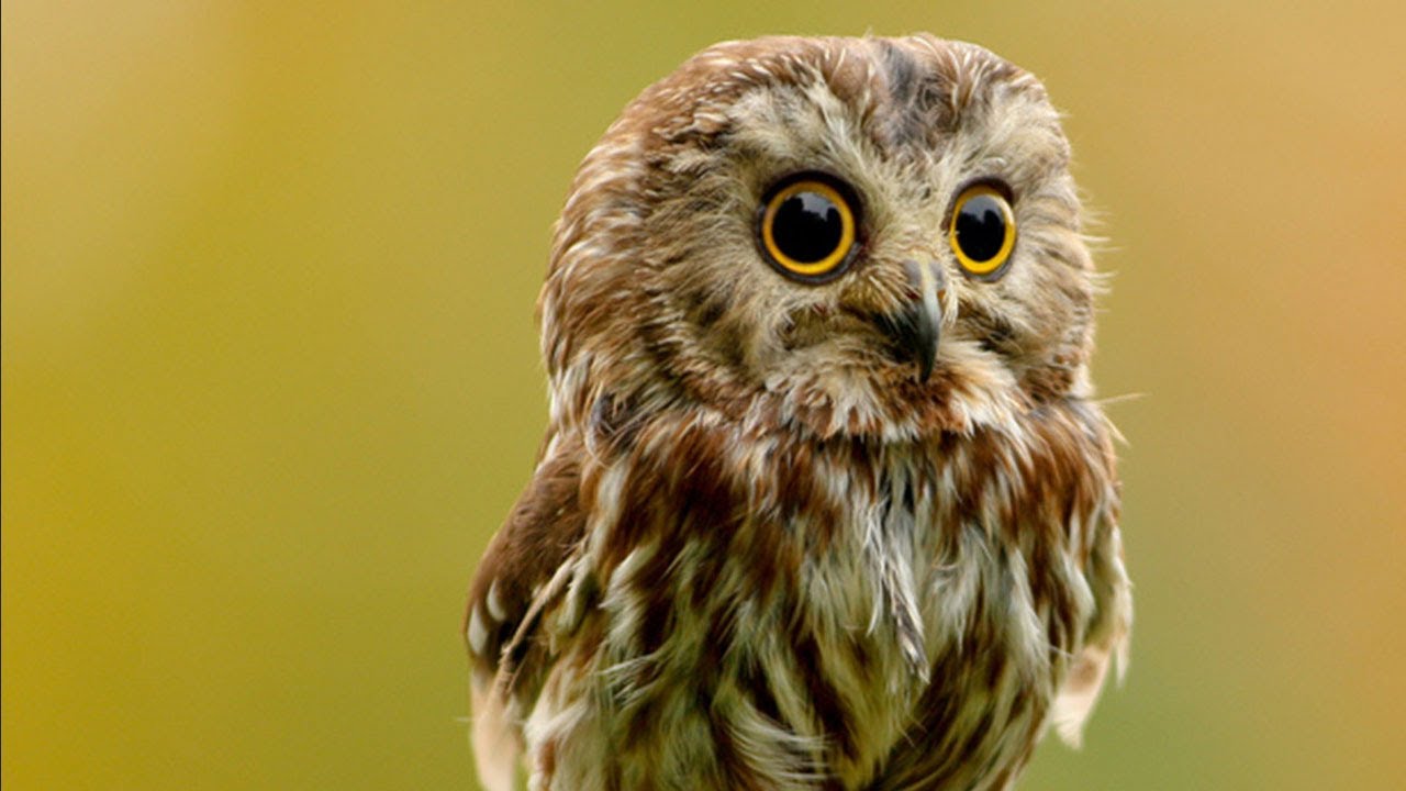 cute owl wallpaper,owl,bird,vertebrate,bird of prey,beak