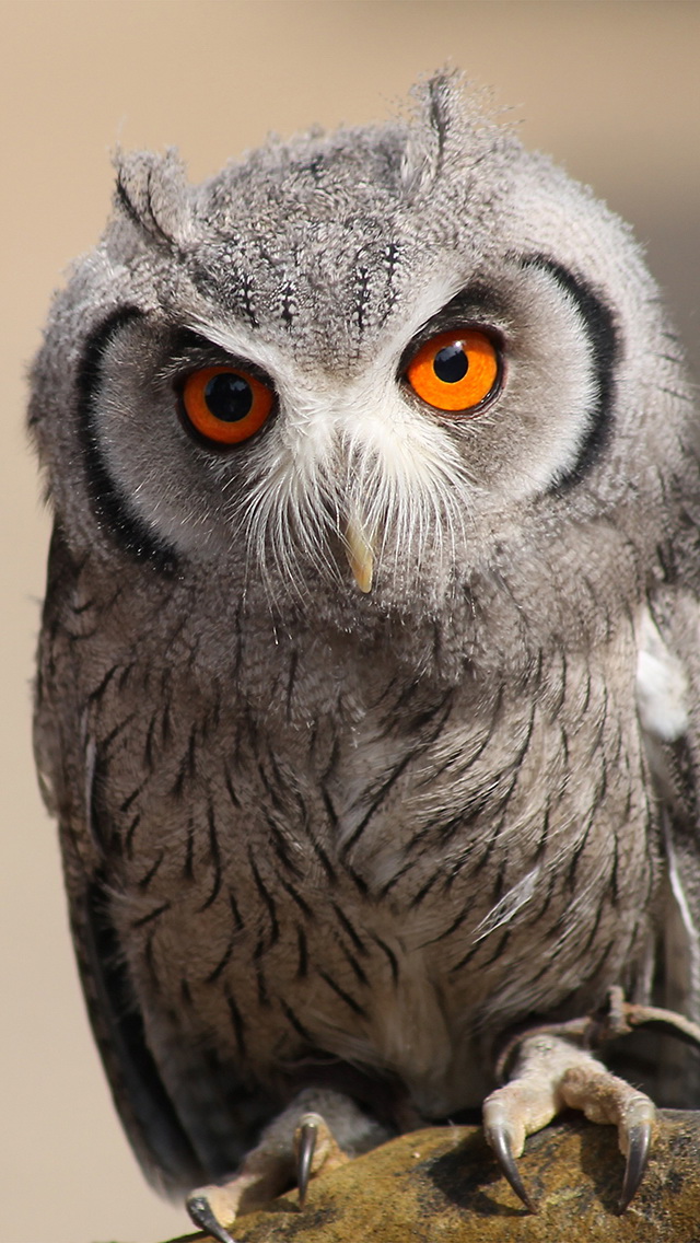 cute owl wallpaper,owl,bird,vertebrate,bird of prey,western screech owl