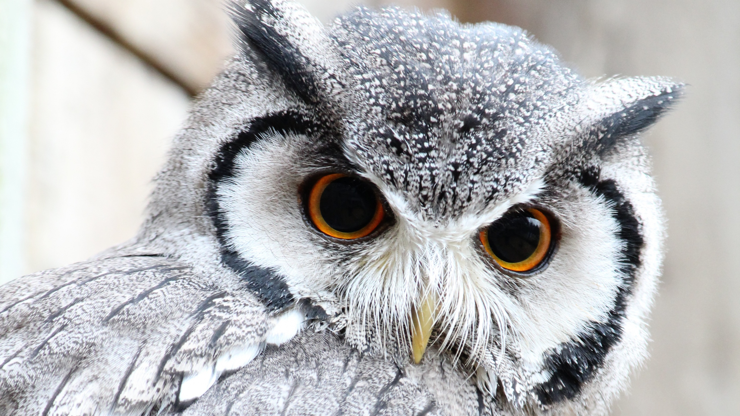 かわいいフクロウの壁紙,フクロウ,鳥,猛禽,アメリカオオコノハズク,野生動物