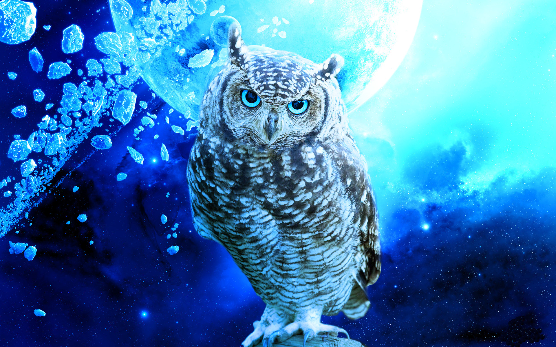 cute owl wallpaper,owl,bird,bird of prey,eastern screech owl,western screech owl