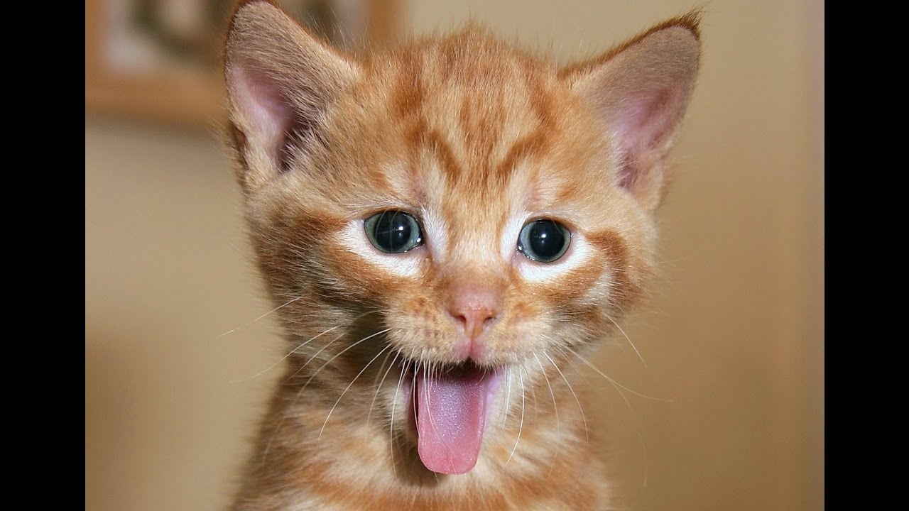 fond d'écran drôle de chat,chat,moustaches,chats de petite à moyenne taille,félidés,chat tigré