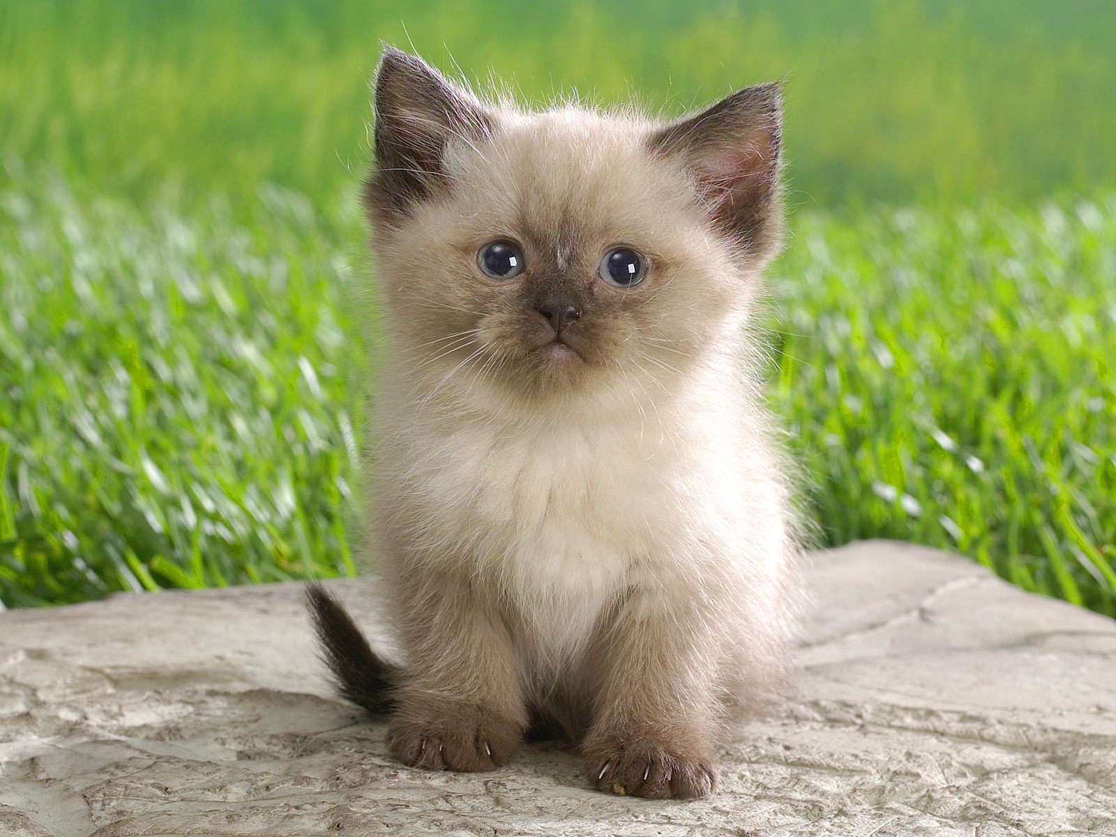 fond d'écran drôle de chat,chat,chats de petite à moyenne taille,félidés,moustaches,chaton