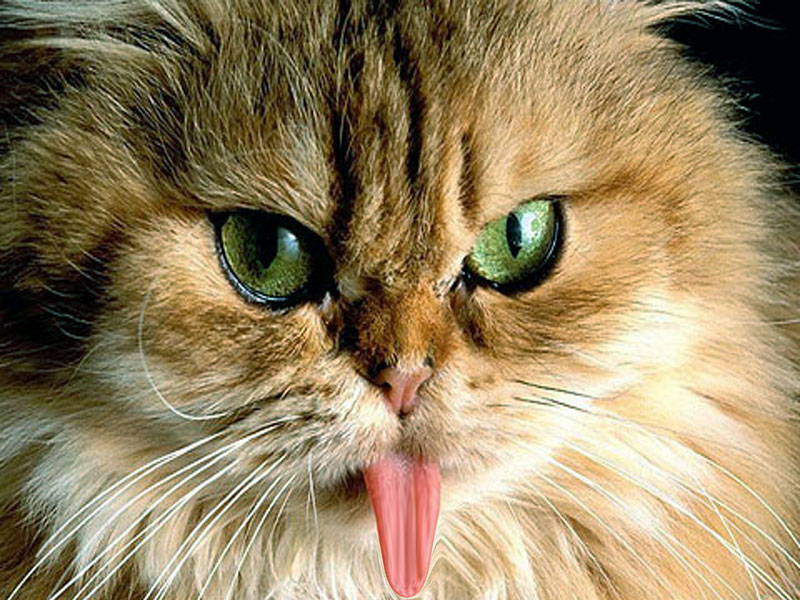funny cat wallpaper,cat,mammal,vertebrate,whiskers,small to medium sized cats