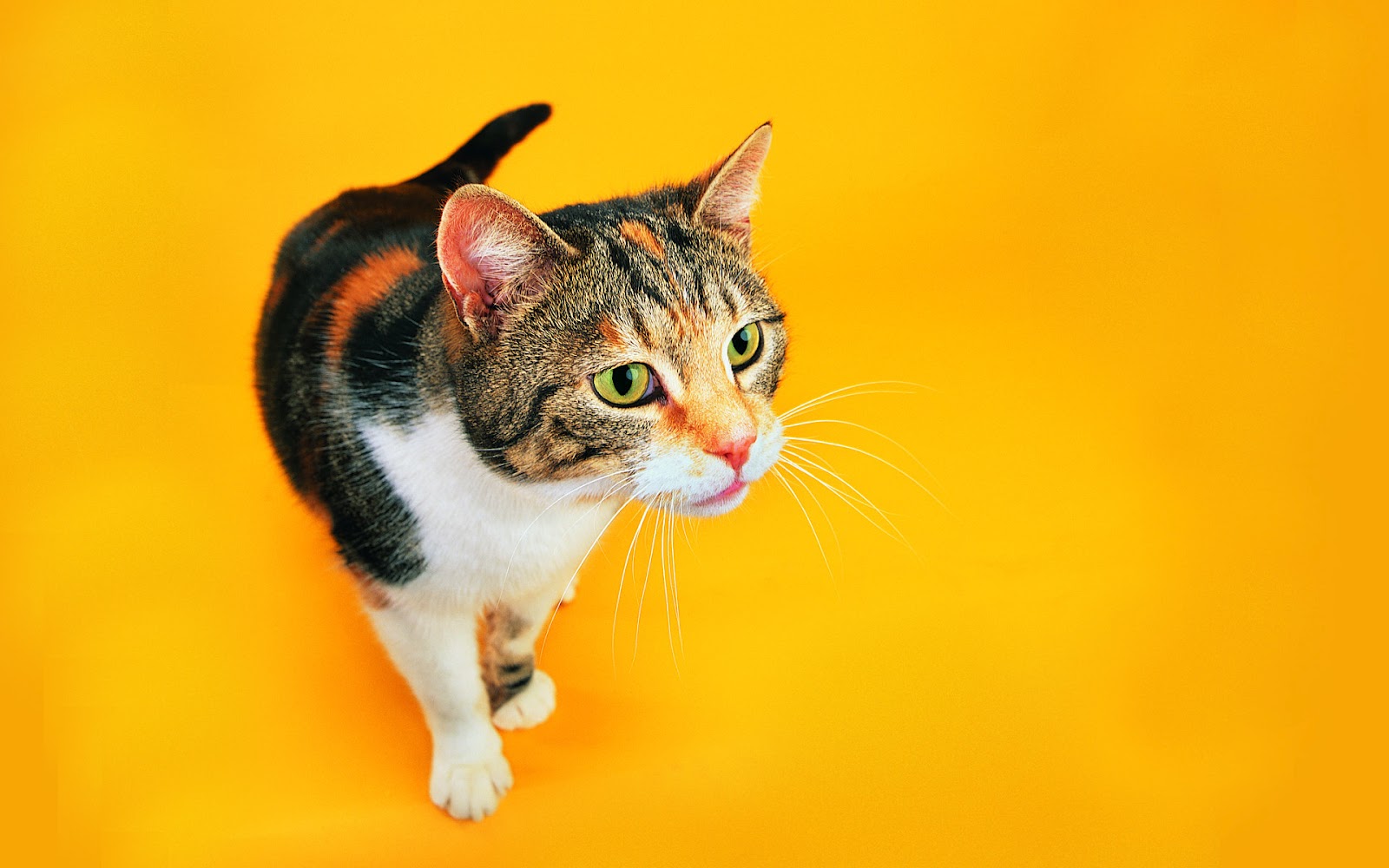 funny cat wallpaper,cat,small to medium sized cats,mammal,whiskers,felidae