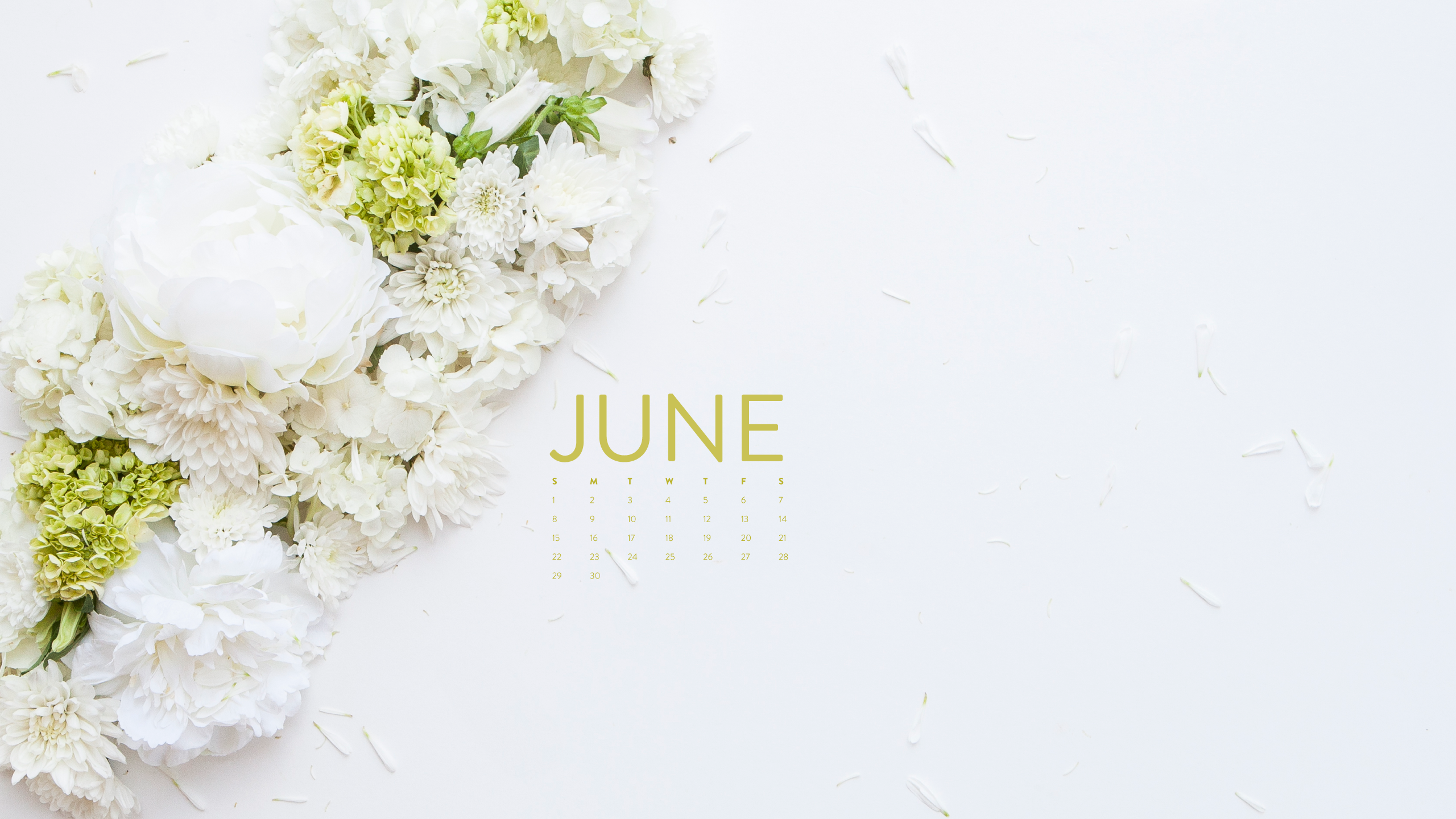 june wallpaper,white,bouquet,flower,cut flowers,plant