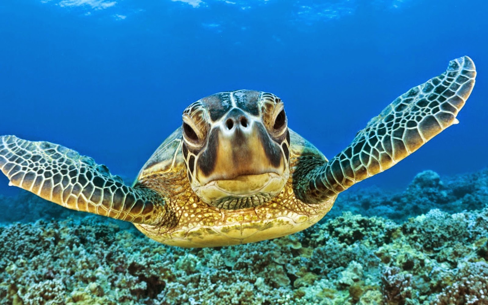 sea turtle wallpaper,sea turtle,vertebrate,hawksbill sea turtle,olive ridley sea turtle,loggerhead sea turtle