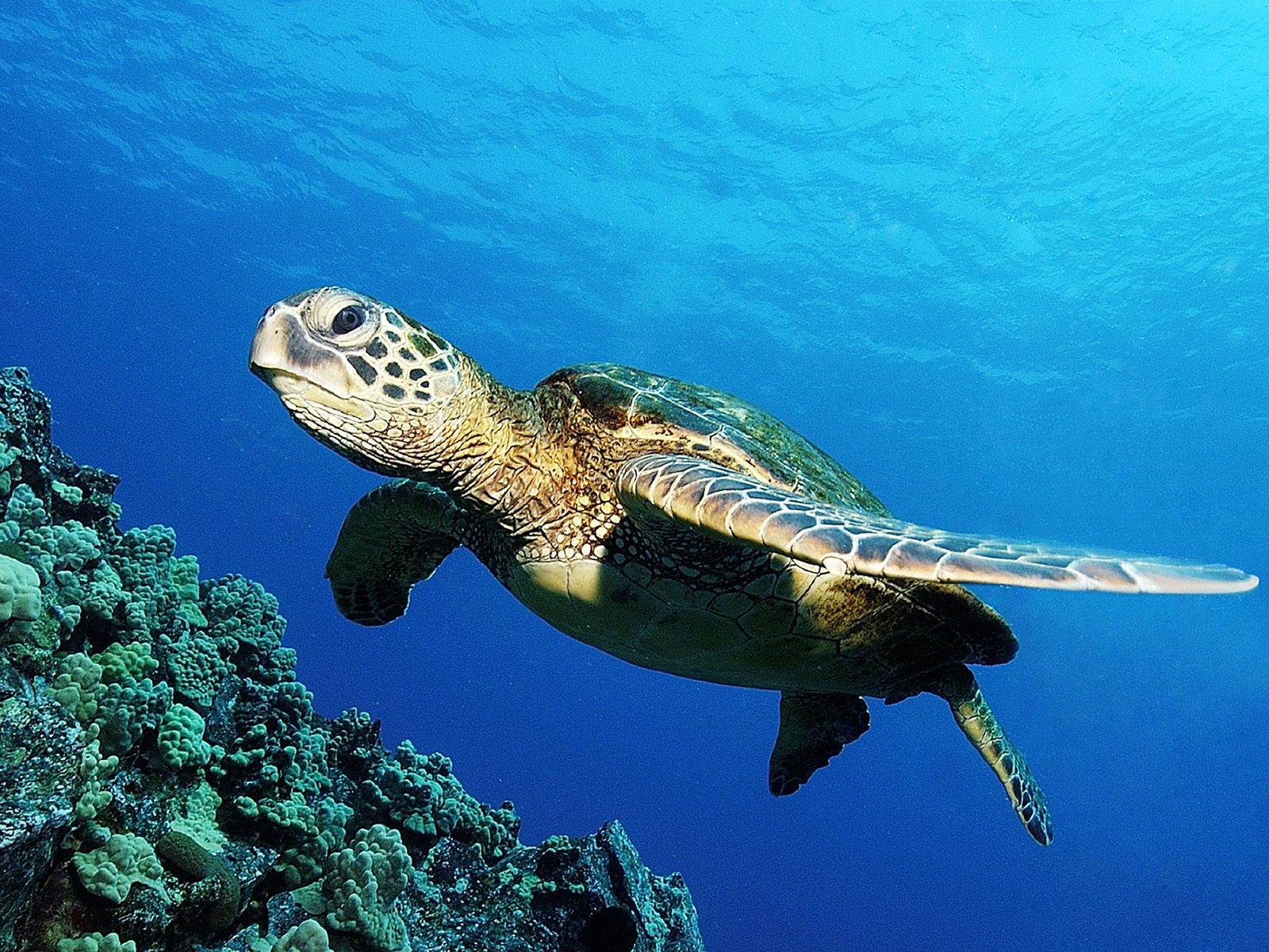 바다 거북 벽지,바다 거북,대모 바다 거북,올리브 리들리 바다 거북,바다 거북 바다 거북,녹색 바다 거북