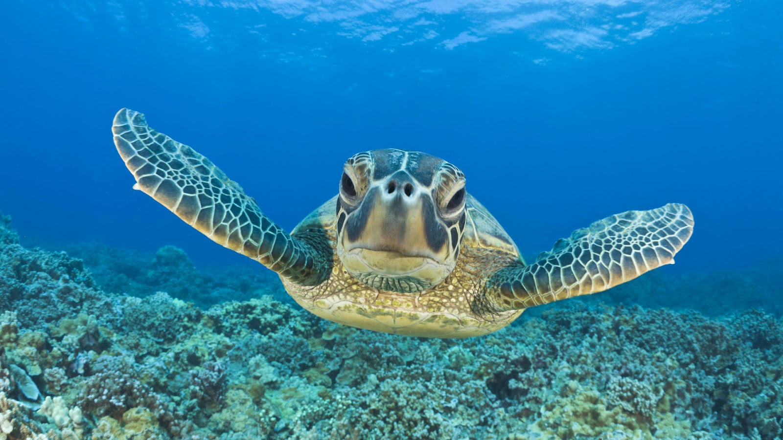 papier peint tortue de mer,tortue de mer,tortue imbriquée,tortue de mer olive ridley,tortue verte,tortue