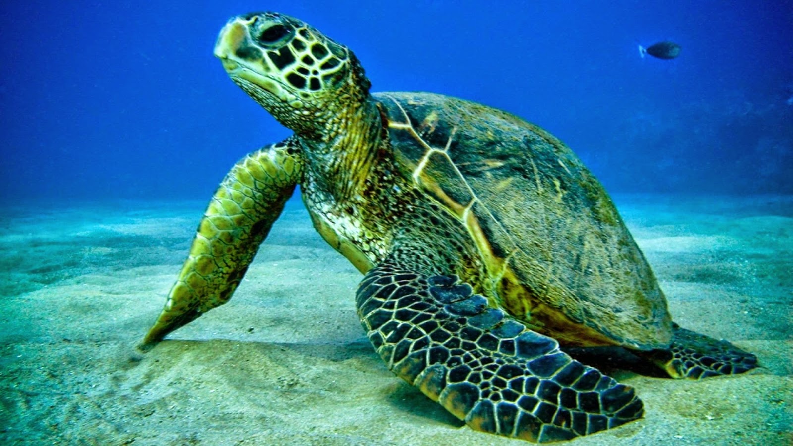 carta da parati tartaruga marina,tartaruga di mare,tartaruga di mare,tartaruga marina ridley verde oliva,tartaruga verde,tartaruga
