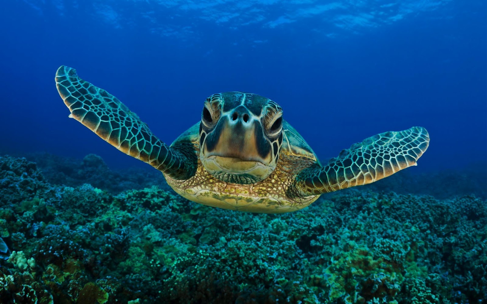 sea turtle wallpaper,sea turtle,hawksbill sea turtle,olive ridley sea turtle,loggerhead sea turtle,green sea turtle
