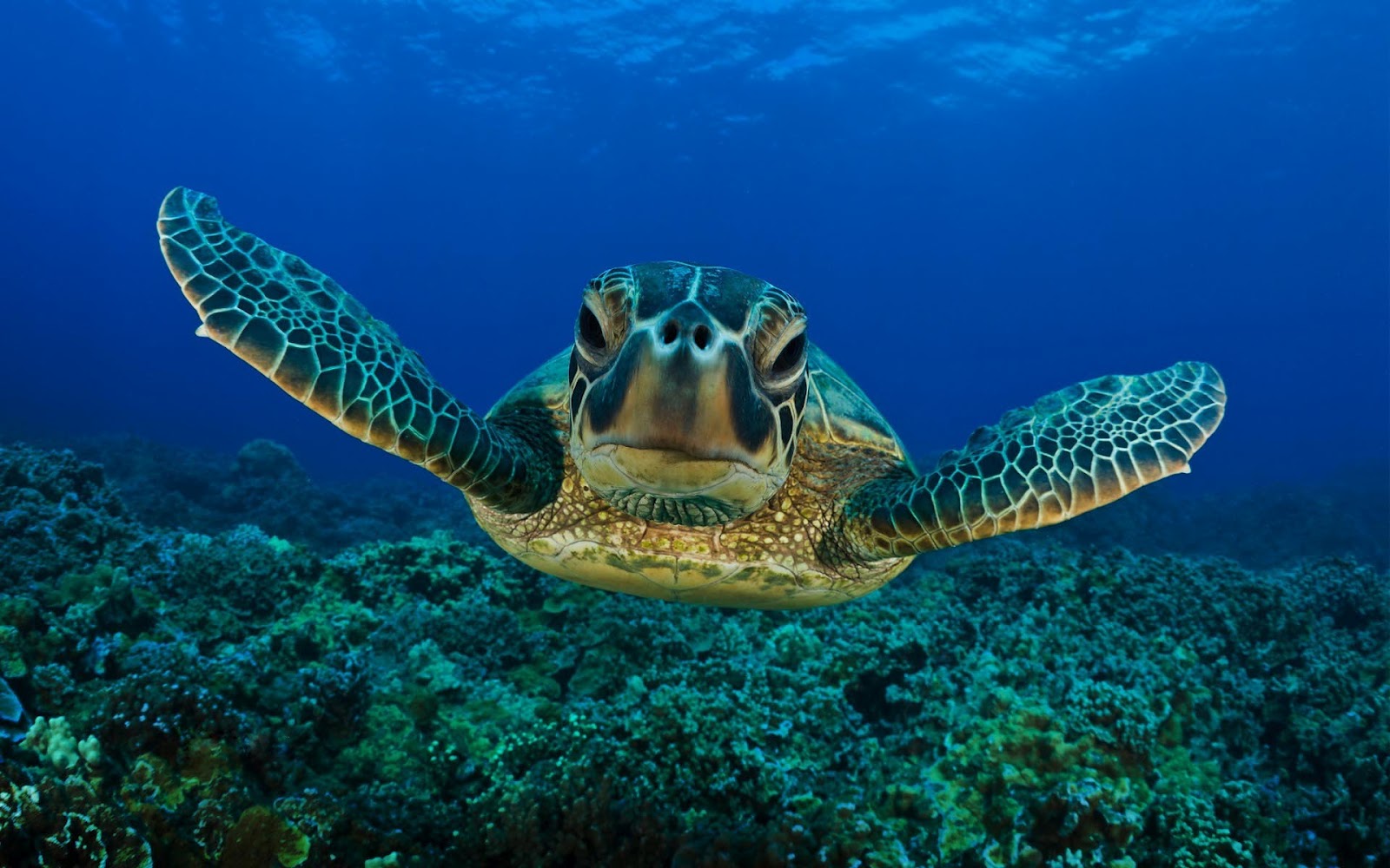 papier peint tortue de mer,tortue de mer,tortue imbriquée,tortue de mer olive ridley,tortue caouanne,tortue verte