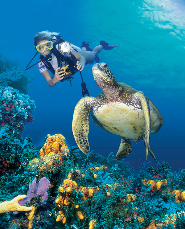 carta da parati tartaruga marina,tartaruga di mare,tartaruga di mare,tartaruga verde,biologia marina,subacqueo