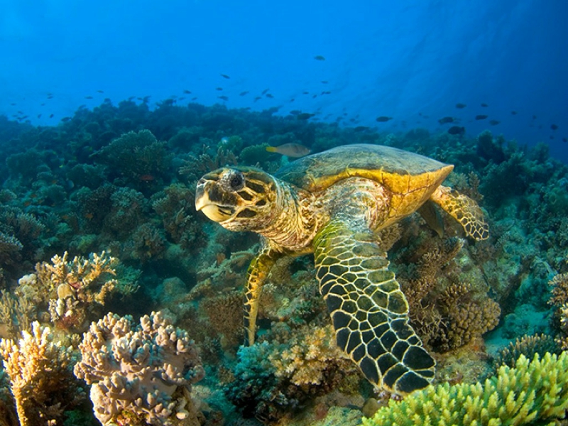 fondo de pantalla de tortuga marina,tortuga marina,tortuga carey,submarino,tortuga verde,biología marina