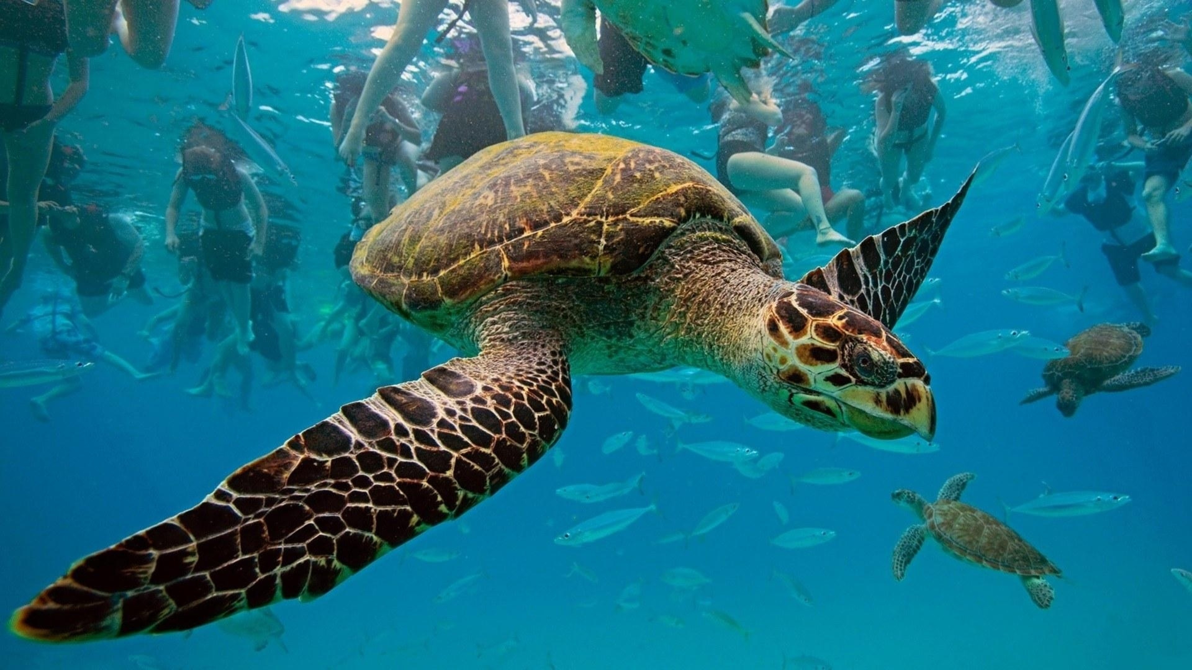 papier peint tortue de mer,tortue de mer,tortue imbriquée,tortue de mer olive ridley,tortue caouanne,tortue verte