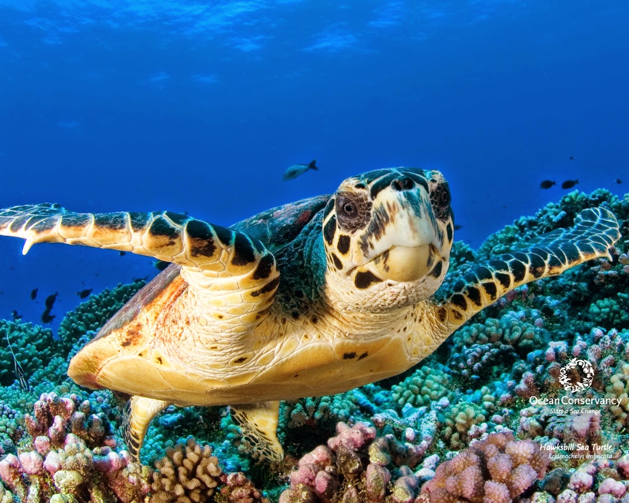 sea turtle wallpaper,sea turtle,vertebrate,hawksbill sea turtle,green sea turtle,turtle