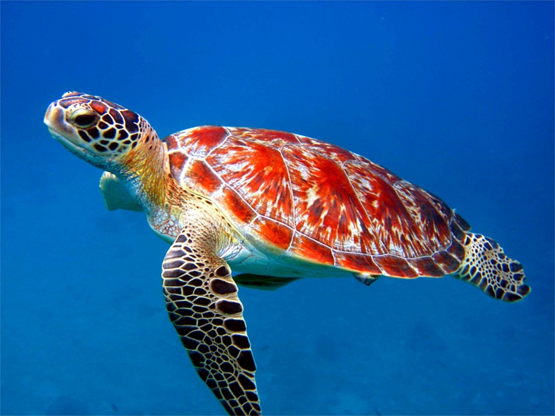 sea turtle wallpaper,sea turtle,hawksbill sea turtle,loggerhead sea turtle,olive ridley sea turtle,green sea turtle